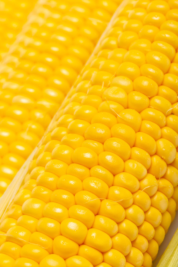 Close up fresh husked corn on the cob