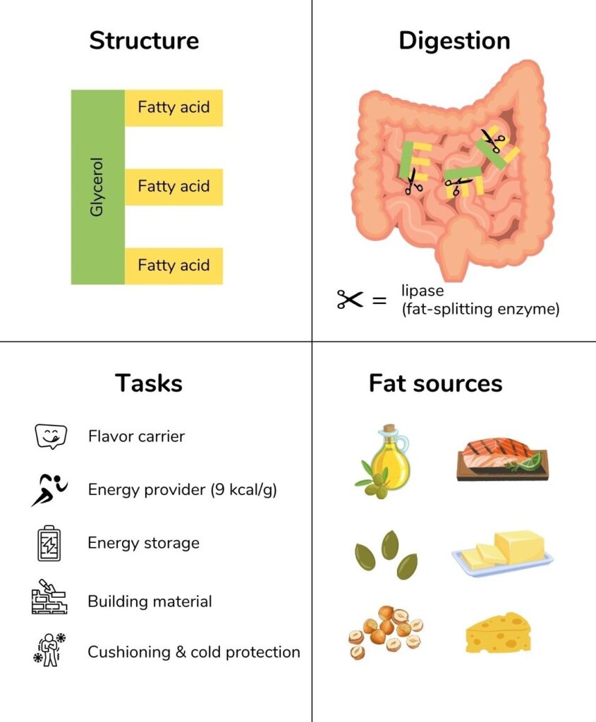 Structure, digestion, tasks and fat sources