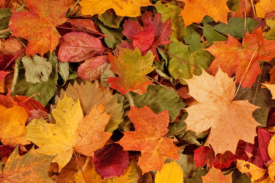 colourful autumn leaves