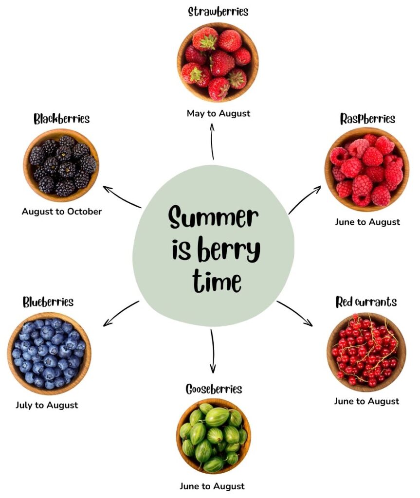Different berries that ripen in summer