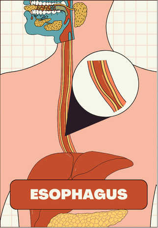 Anatomical view of the oesophagus