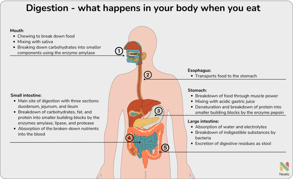 Info graph about the whole process of digestion in the body from mouth to rectum