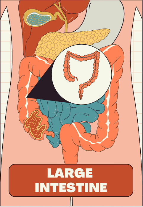 Anatomical view of the large intestine