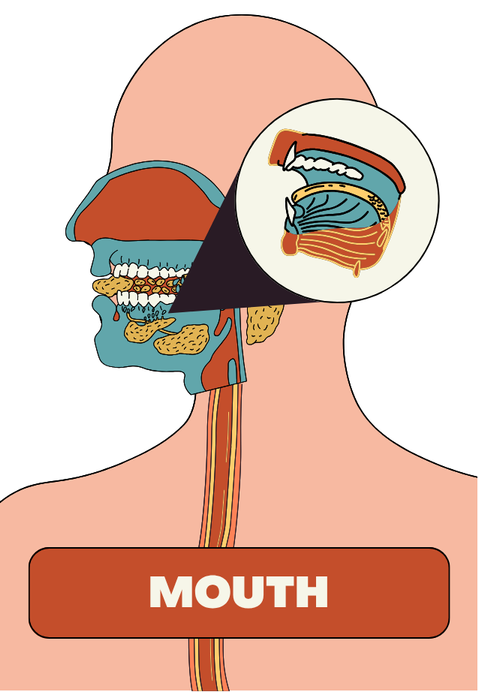 Anatomical view of the mouth