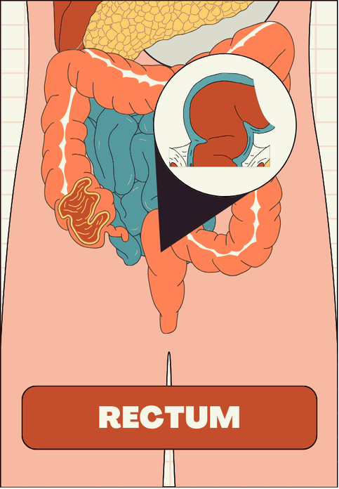 Anatomical view of the rectum