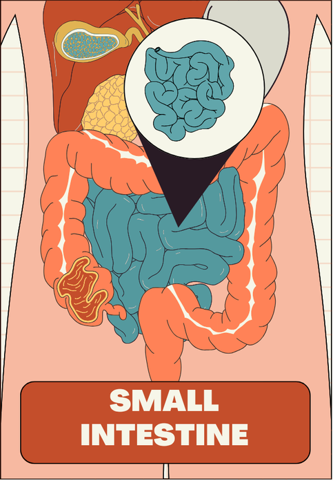 Anatomical view of the small intestine