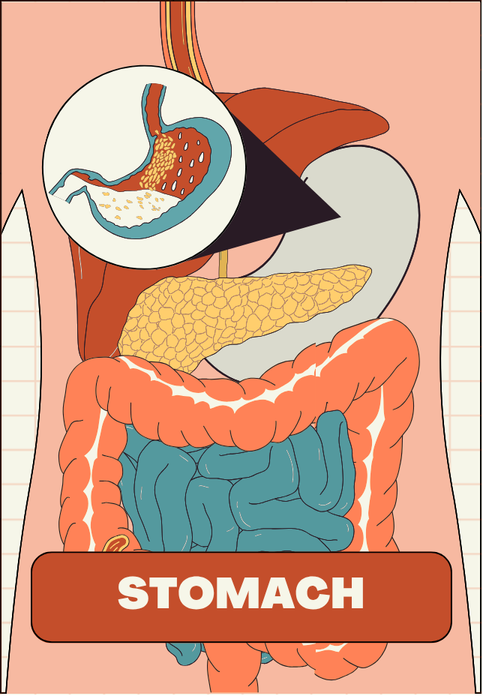 Anatomical view of the stomach